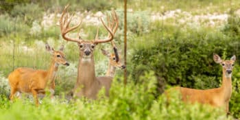 Trophy Whitetail Hunts