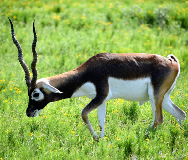 Trophy Black Buck Antelope