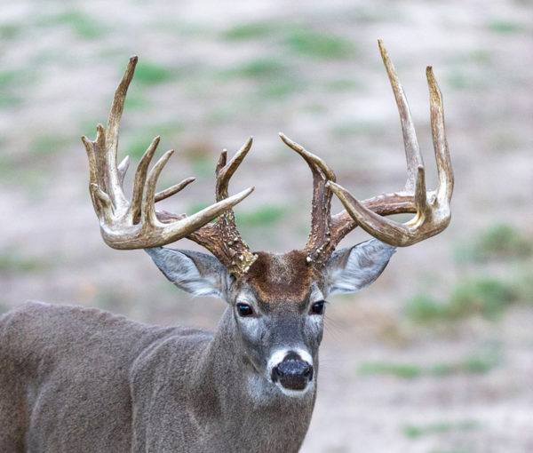 Trophy Whitetail 7
