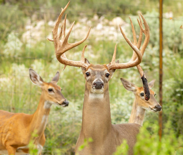 Trophy Whitetail 5