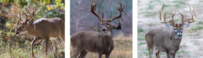 Trophy Whitetail Hunts San Antonio TX - Legacy Ranch